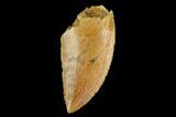Serrated, Raptor Tooth - Real Dinosaur Tooth #124885-1